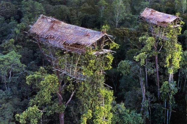 Alasan Rumah Pohon Dibangun Sangat Tinggi