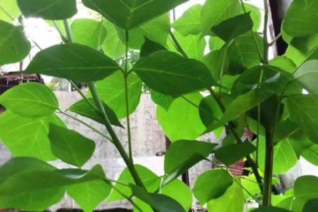 Cara Tradisional Menggunakan Daun Dadap Serep