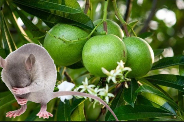Kandungan Buah Bintaro yang Membuat Tikus Menjauh