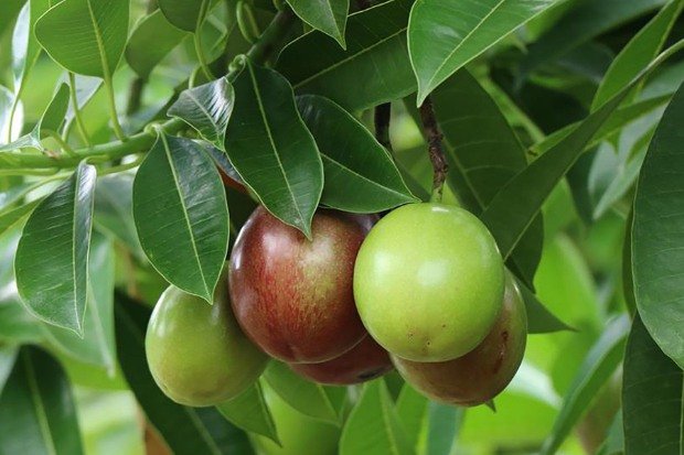 Mengenal Buah Bintaro sebagai Buah Pengusir Tikus Alami