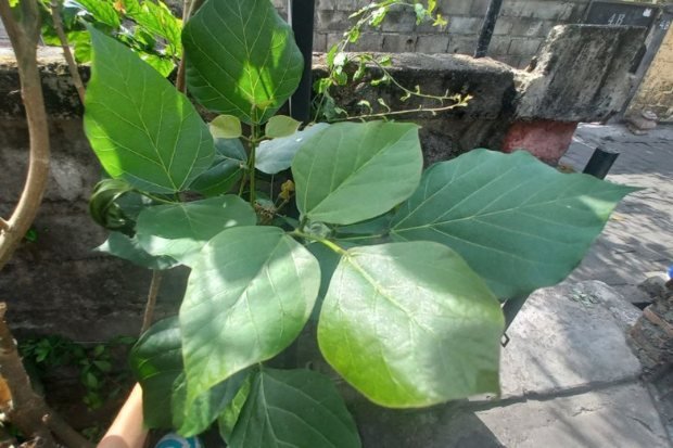 Mengenal Tanaman Dadap Serep