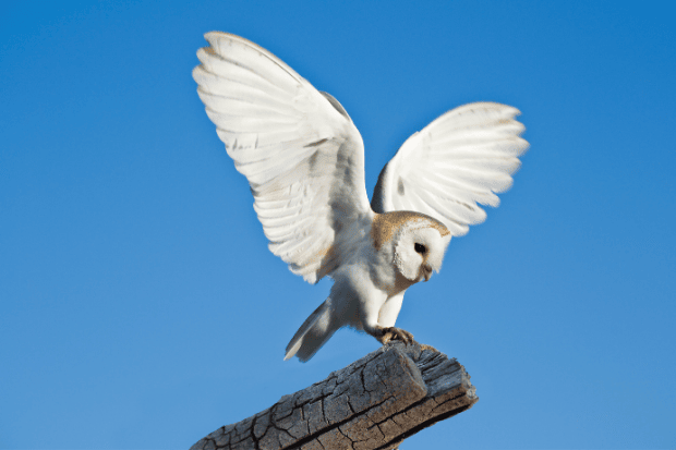 Manguni sebagai Simbol dalam Kehidupan Masyarakat