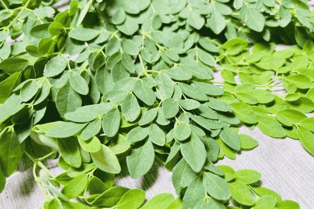 Peran Daun Kelor dalam Menjaga Daya Tahan Tubuh