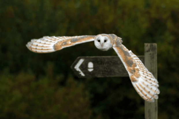 Peran Manguni dalam Ekosistem Alam