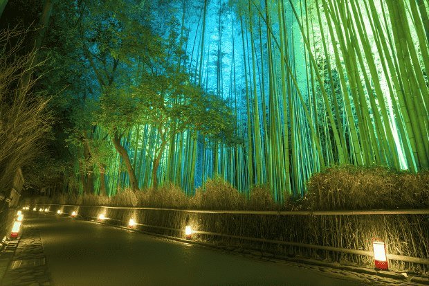 Bamboo Forest dan Keindahan Alam yang Menenangkan