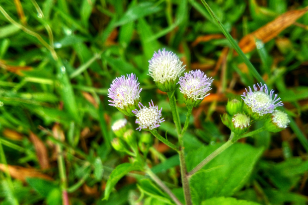 Etika Perburuan Pangan dan Keamanan Lokasi Pengambilan Tanaman