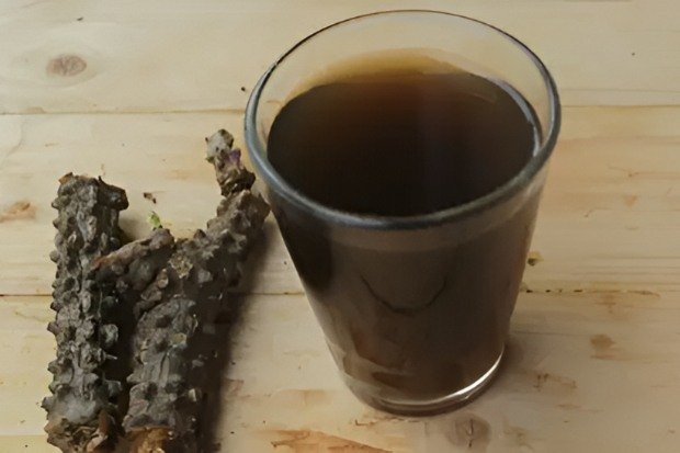 Khasiat Jamu Brotowali untuk Menjaga Imunitas