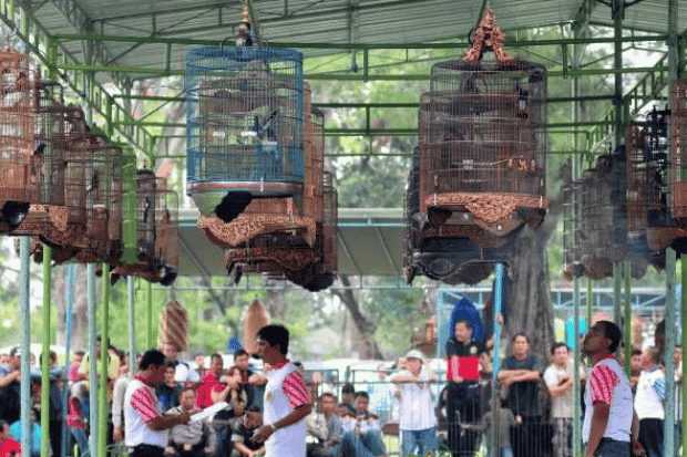 Kontes Burung dan Budaya Komunitas