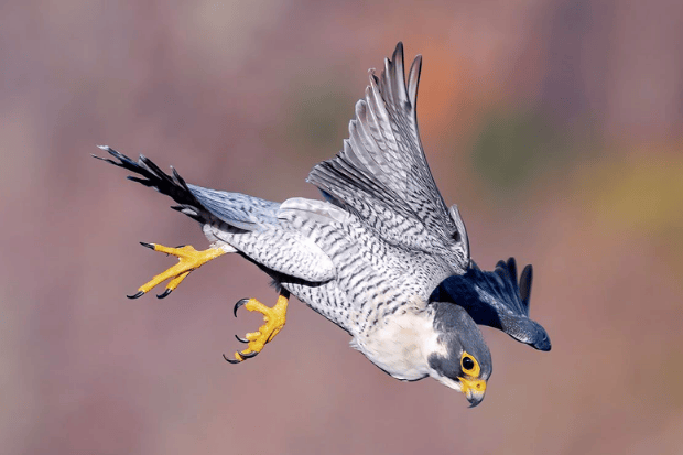 Peregrine Falcon dan Rekor Kecepatan yang Mengagumkan