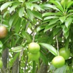 Buah Pengusir Tikus Alami dari Bintaro yang Ampuh