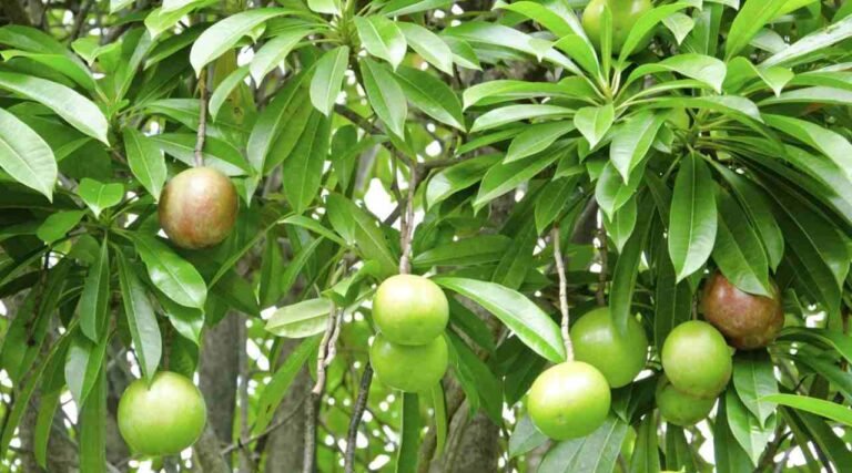 Buah Pengusir Tikus Alami dari Bintaro yang Ampuh