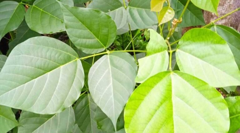 Daun Dadap Serep, Obat Herbal Penurun Panas