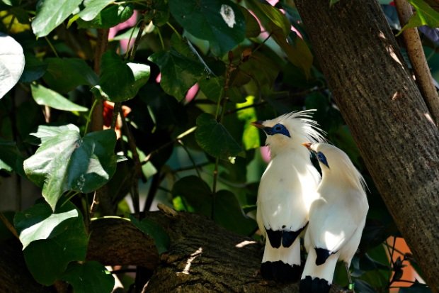 Realitas Pelestarian Jalak Bali Hari Ini