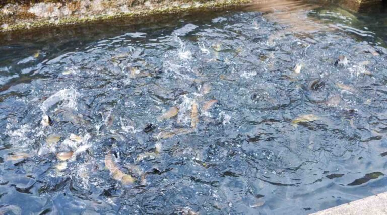 Budidaya Ikan Usaha Stabil di Tengah Perubahan Ekonomi