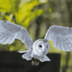 Burung Hantu Manguni dalam Pandangan Budaya dan Alam