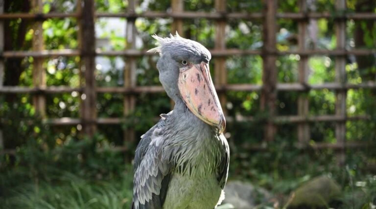Burung Shoebill, Burung Langka dengan Penampilan Unik