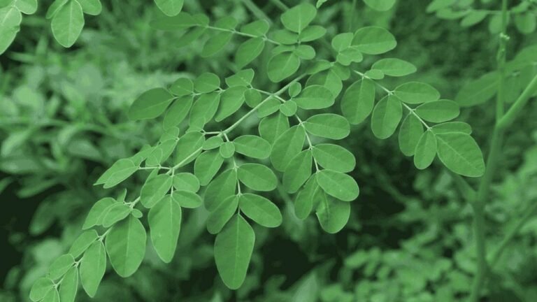 Daun Kelor Si Hijau Kecil dengan Manfaat Kesehatan Besar