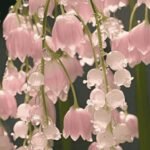 Lily Of The Valley, Bunga Cantik tapi Mematikan