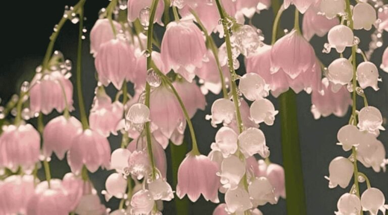 Lily Of The Valley, Bunga Cantik tapi Mematikan