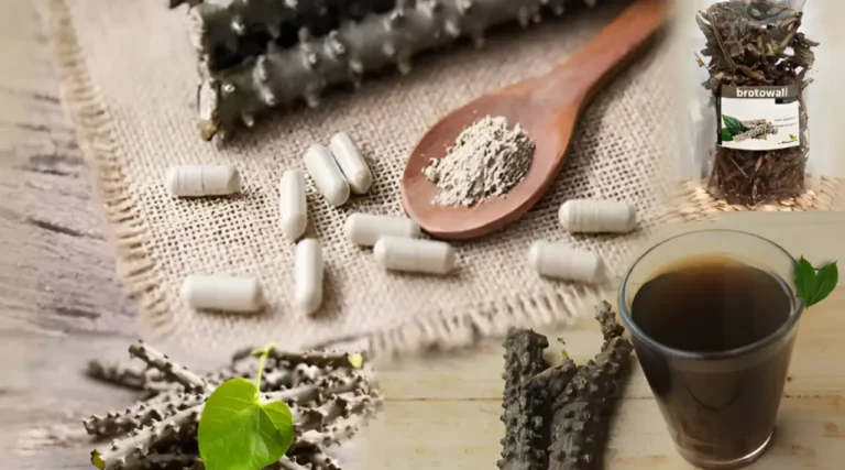 Jamu Brotowali, Khasiat Alami untuk Imunitas dan Metabolisme