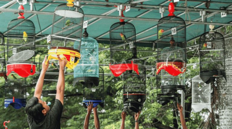 Kontes Burung sebagai Ruang Berkumpul dan Ekspresi Komunitas