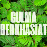 Mengenal Tanaman Liar yang Bisa Dimakan di Sekitar Kita