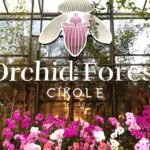 Orchid Forest Cikole, Wisata Alam Sejuk di Lembang