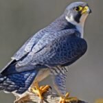 Peregrine Falcon, Hewan Tercepat di Dunia