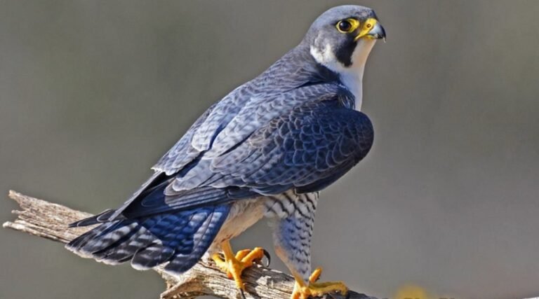 Peregrine Falcon, Hewan Tercepat di Dunia